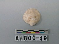 藏品(貝類)的圖片